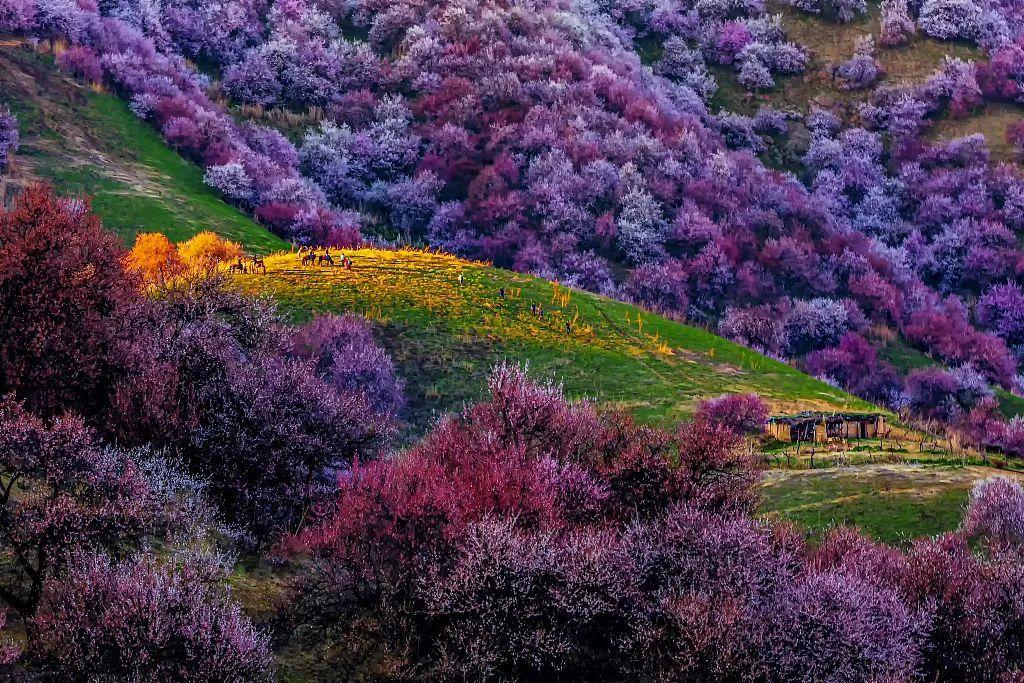 清明节旅游景点推荐  伊犁杏花沟旅游攻略 低音号免费语音导游