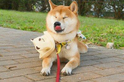 怎么挑选小狗柴犬 v2-8ba3708661093139cfc848987723c8b2_1440w.jpg?source=172ae18b