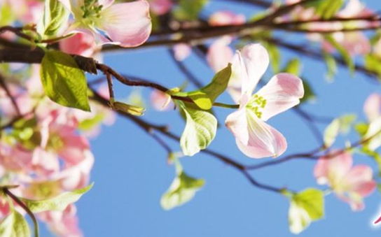 如何评价电影《花水木》?