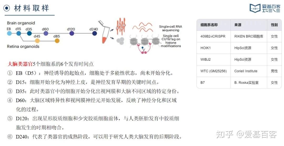 Nature Neu | 单细胞CUT&Tag+单细胞RNA-seq+类器官解析发育动态过程的表观遗传机制 - 知乎