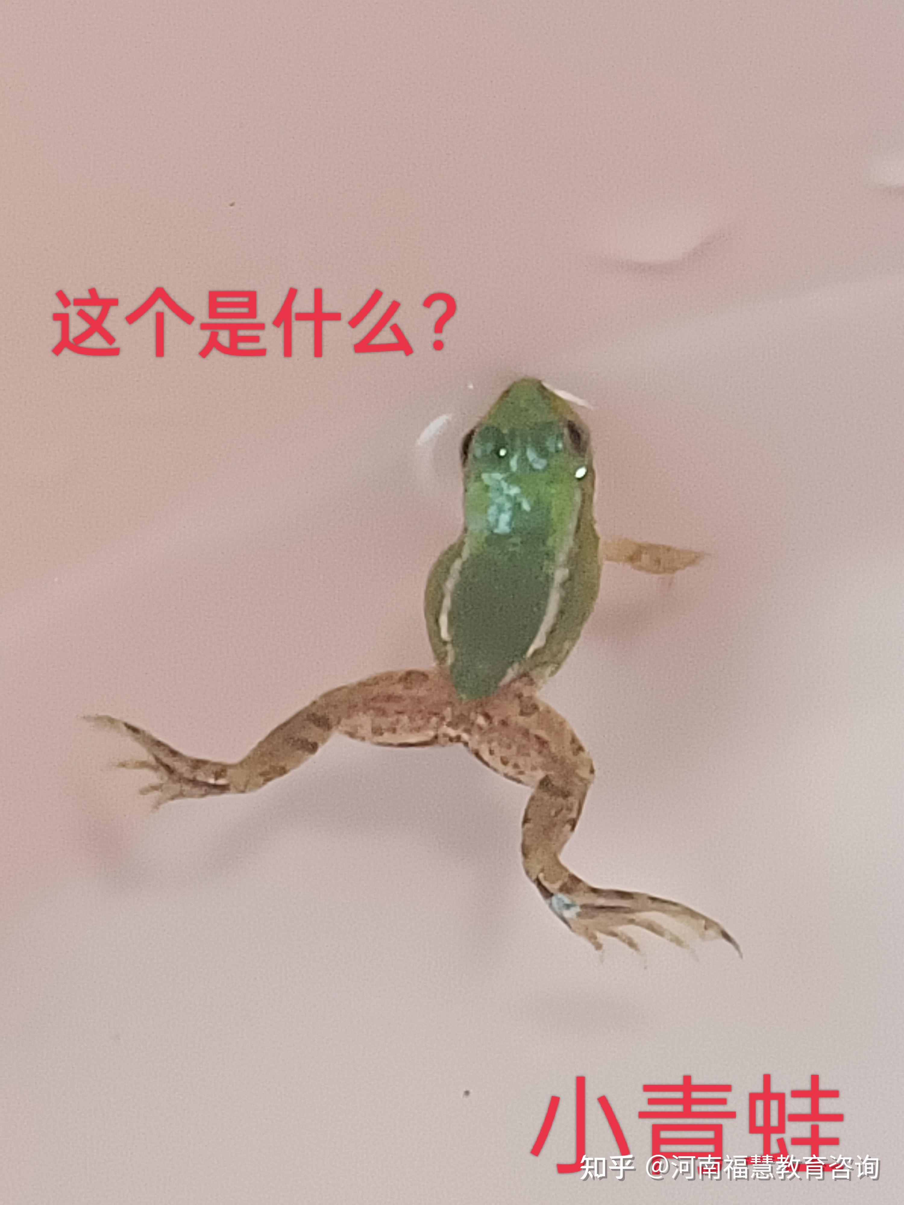 动物生长过程蝌蚪青蛙图片素材-编号31033550-图行天下