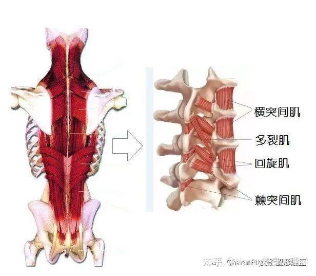 背部一系列橫突棘肌,分為胸半棘肌,頸半棘肌,頭半棘肌,輔助脊柱和頭部