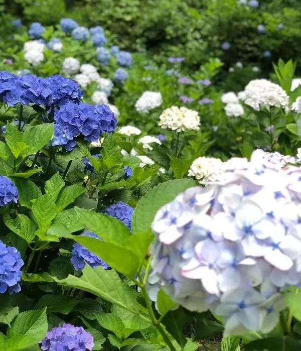 樱花的季节过去 是时候轮到紫阳花开场啦 知乎