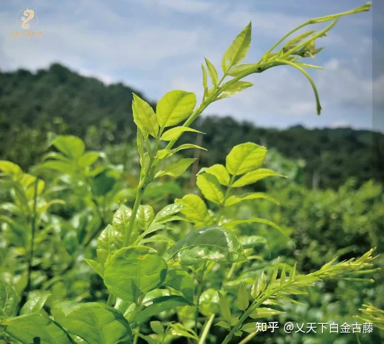 藤茶是一种纯天然的保健茶,被植物专家称为"茶"的一次大革命.