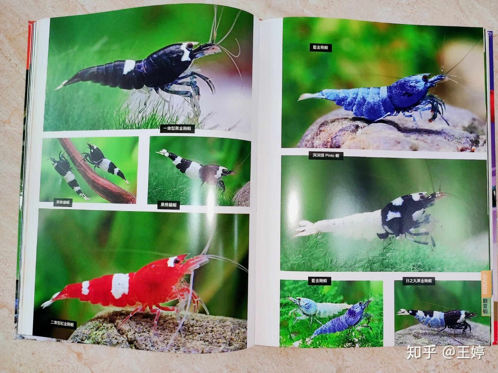 《观赏无脊椎动物》——淡水观赏虾,螯虾,观赏蟹,螺贝类. - 知乎