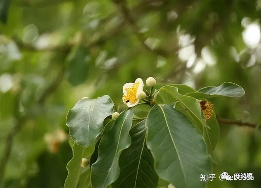 中华豪门—木材|桃木 - 知乎