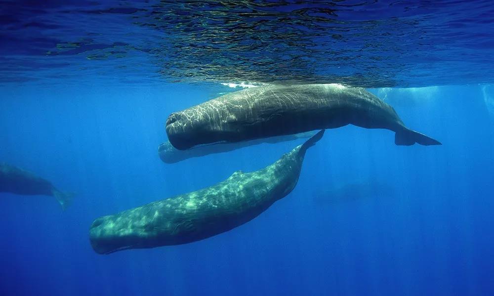 这种高级香水背后 可能是一只死于肠道阻塞的鲸 知乎