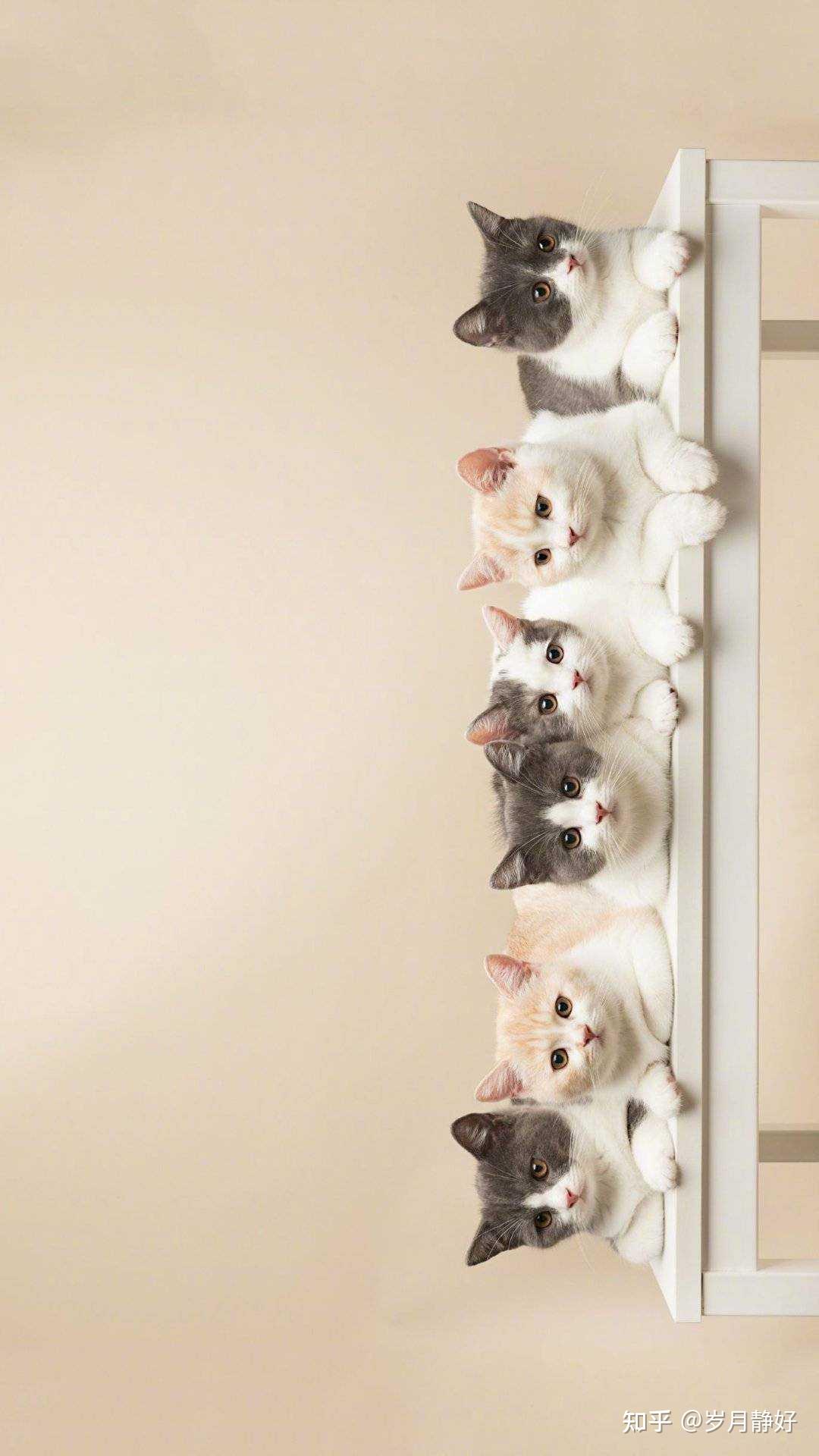 今日份分享宠物壁纸