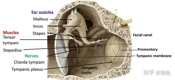 中耳（middle ear）的解剖之鼓室（tympanic cavity） - 知乎