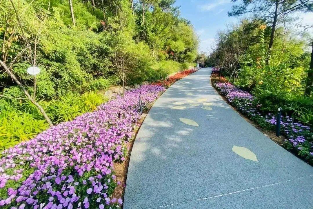 阳春三月花海来袭紫罗兰波斯菊樱花去这些地方看准不会错过