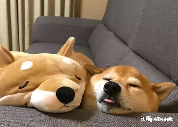 柴犬多少钱一只 有哪些注意事项 知乎
