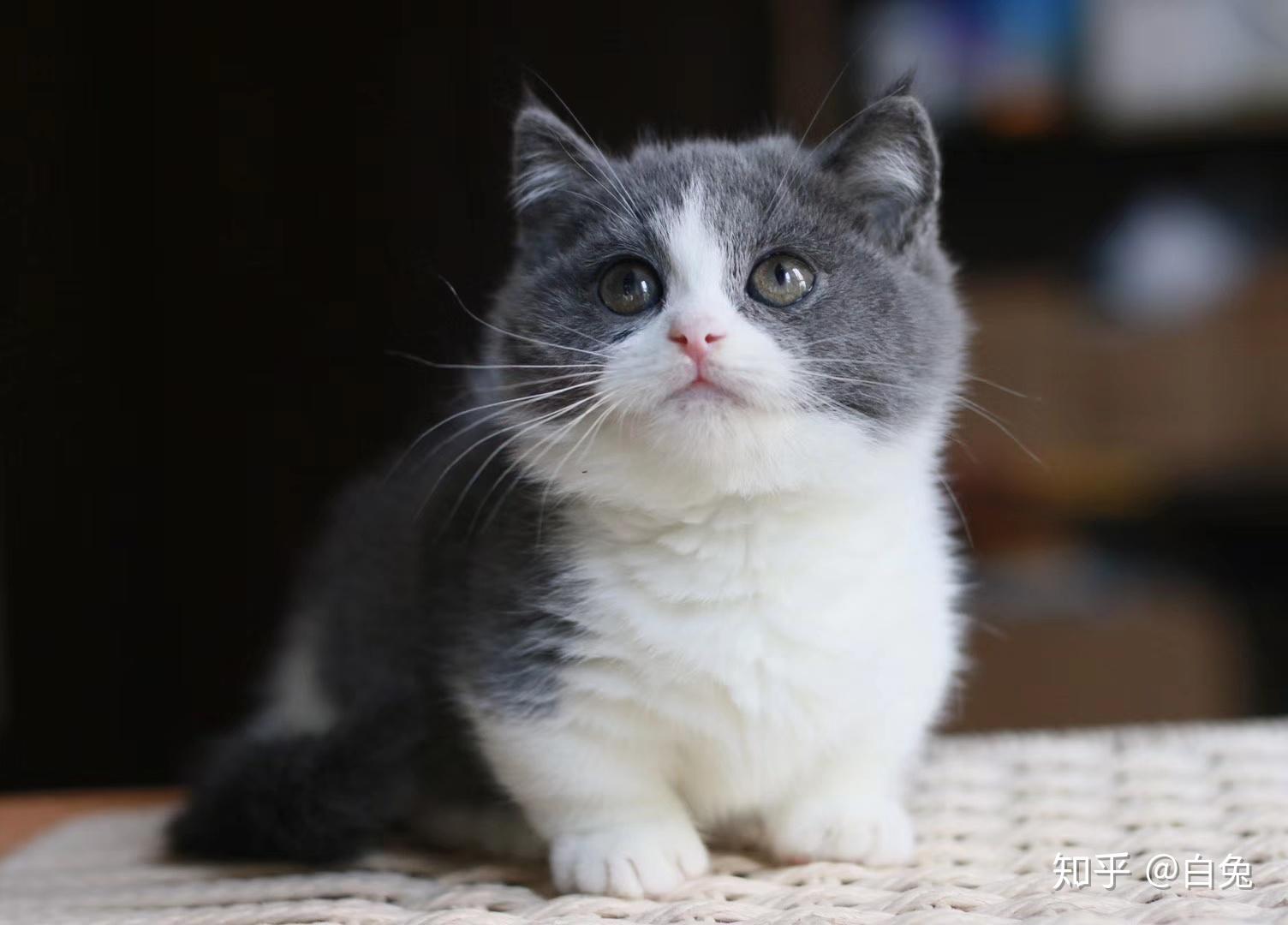 英短蓝白矮脚4500左右能拿下吗很纠结