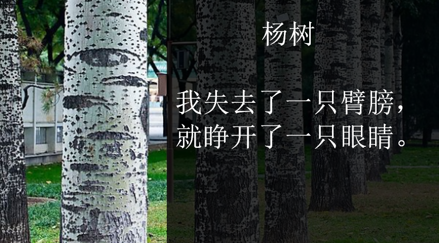 顾城为什么杀死妻子?