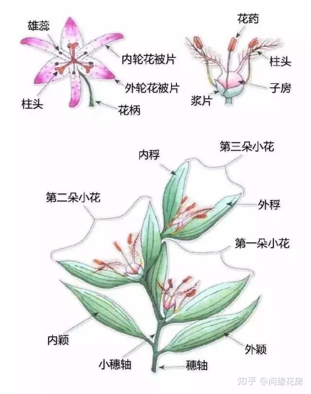 最全的植物形态图解 ，让你轻松认识所有植物！ - 知乎