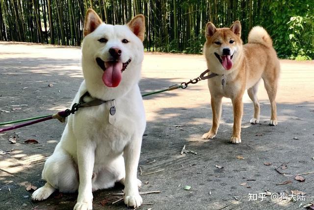 柴犬和田园犬哪个好实话告诉你差别很大