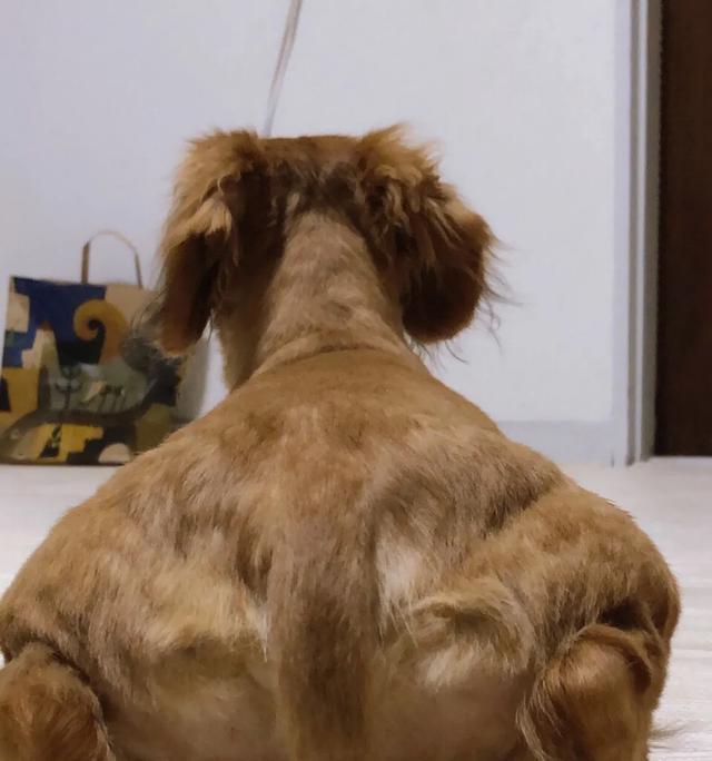 狗狗后背脊柱凸起图片