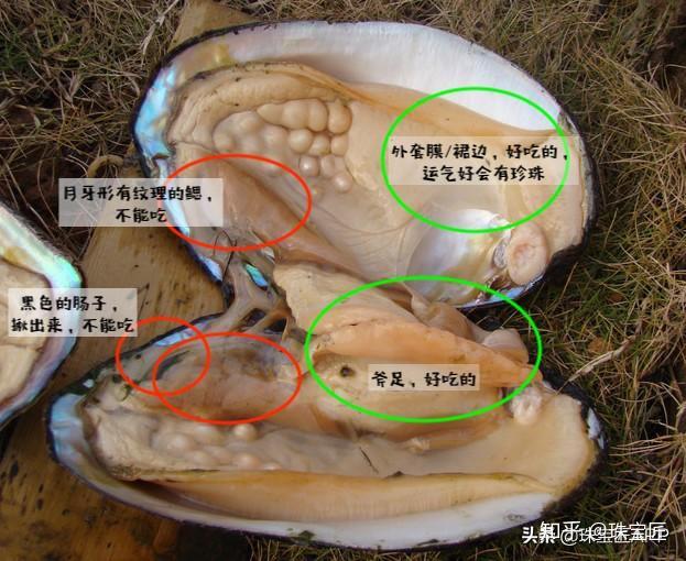 河蚌的内部结构图解图片