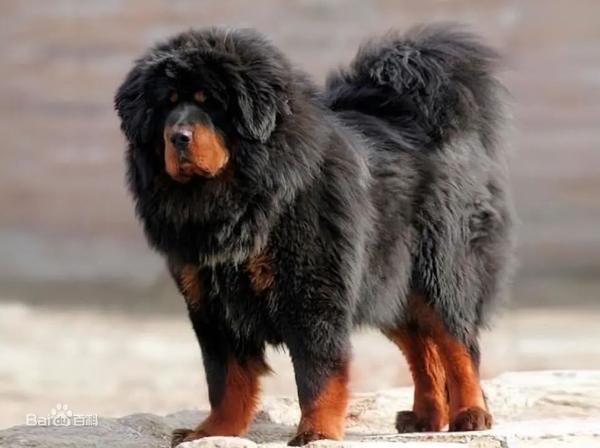 深圳市烈性犬名单（修订征求意见稿） - 知乎