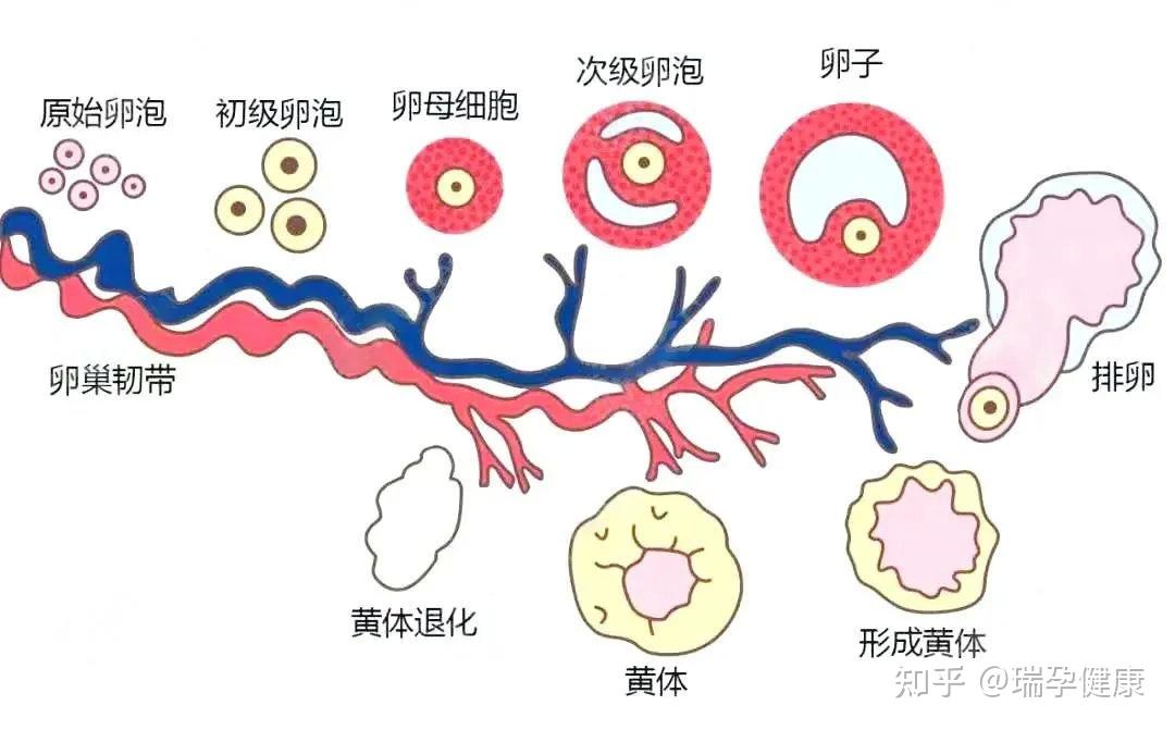 盘点那些意想不到的卵巢冷知识