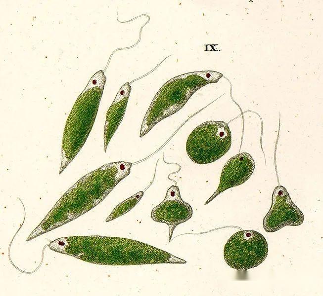 原生生物界全系列39眼虫门裸藻纲