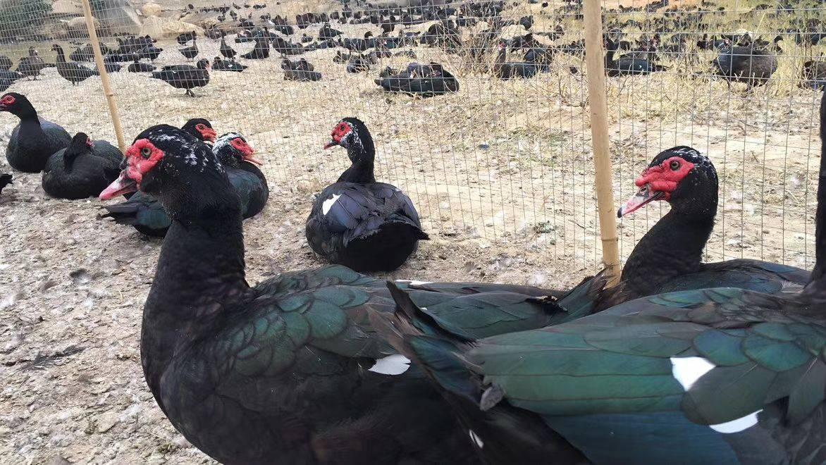 如何养番鸭养番鸭技术与防治