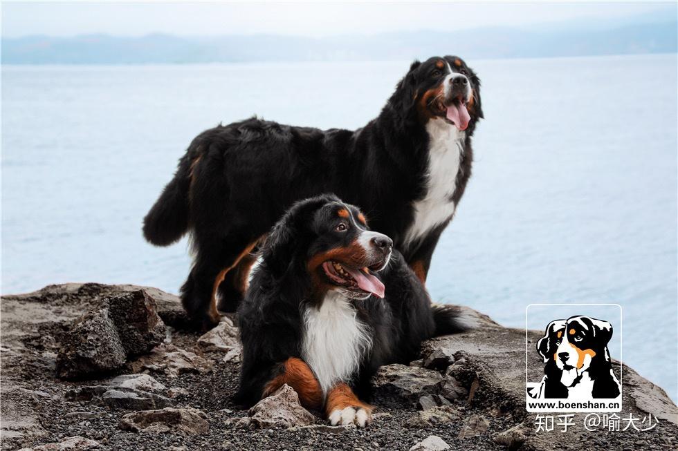 大瑞士山地犬和伯恩山图片