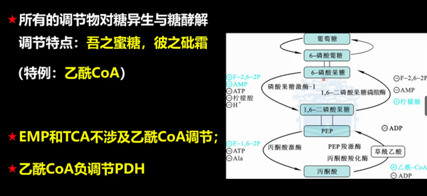 生化——磷酸戊糖途径与糖异生 - 知乎