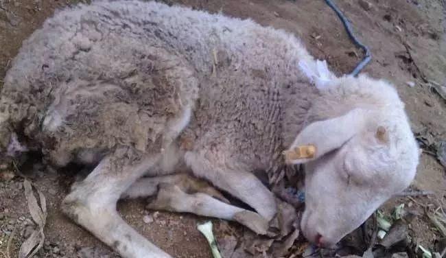 如何防治羔羊腹泻病