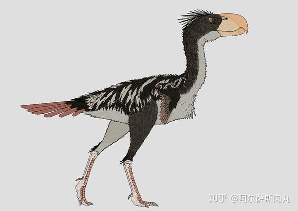 「Prehistoric Park丨史前公园 1」巨鸟奔腾——骇鸟兴衰简史 - 知乎
