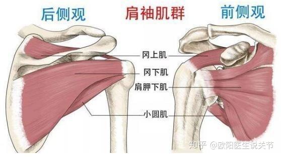巨大肩袖损伤也能治 反肩置换拯救 报废 肩关节 知乎