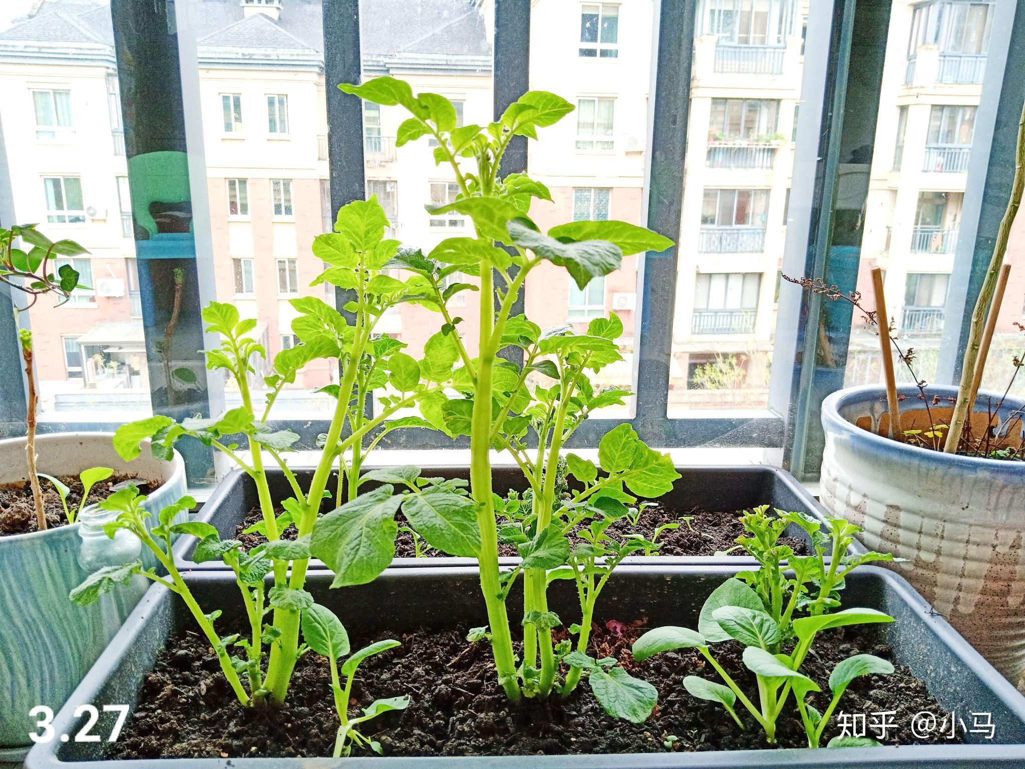 在阳台种植土豆 喜大普奔丰收啦