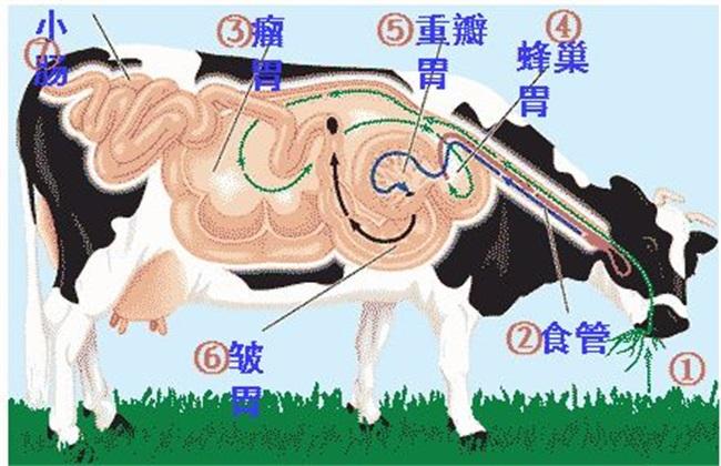 牛反刍的特点 - 知乎