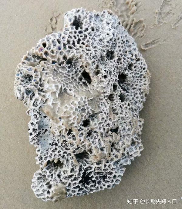 常见的5种假化石