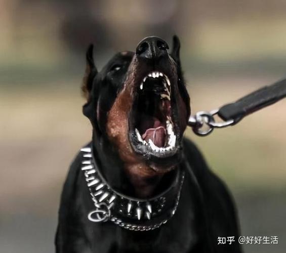 碰到“恶犬”怎么办?别慌,朝着它这三个地方打,轻松自救 - 知乎