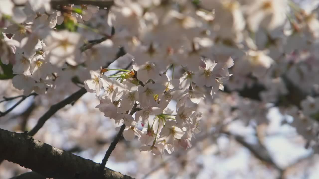 Tokyo Bon 東京盆踊り2020都说了什么 歌词 知乎