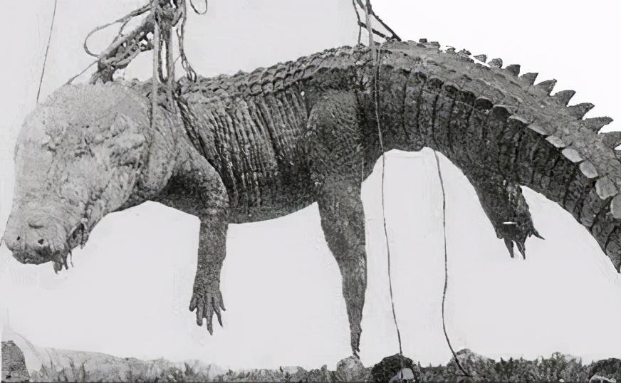 67米,长6米的白背食人鳄入侵砂拉越斯里阿曼省的鲁巴河,超过20人在