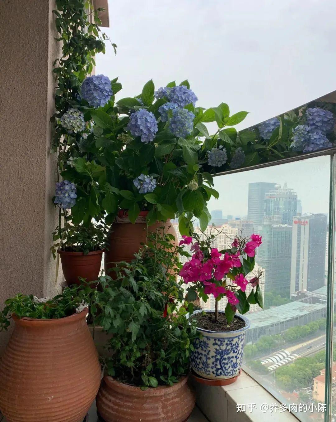 养花千万别有这6种心态,否则你啥花也养不好! - 知乎