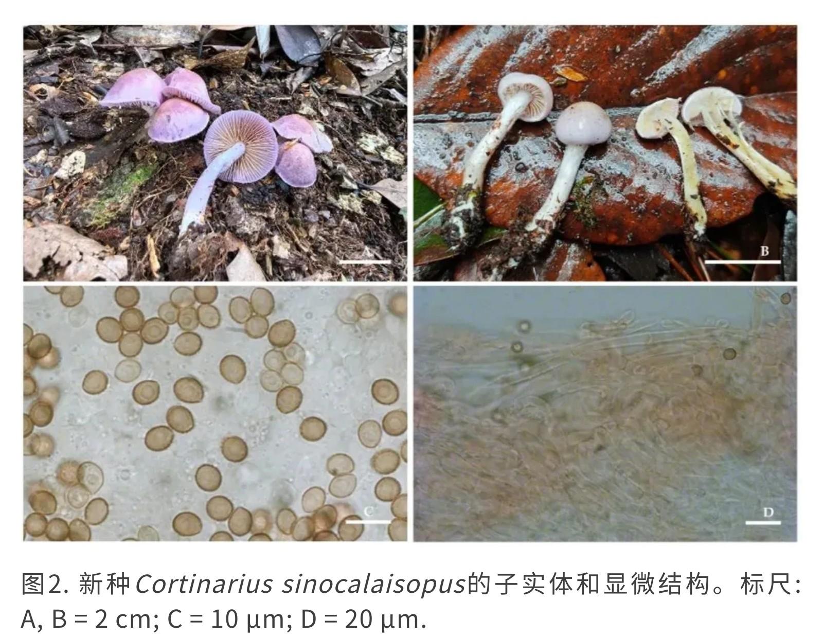 Mycology | 丝膜菌属新认识：来自中国亚热带地区的新分类单元 - 知乎