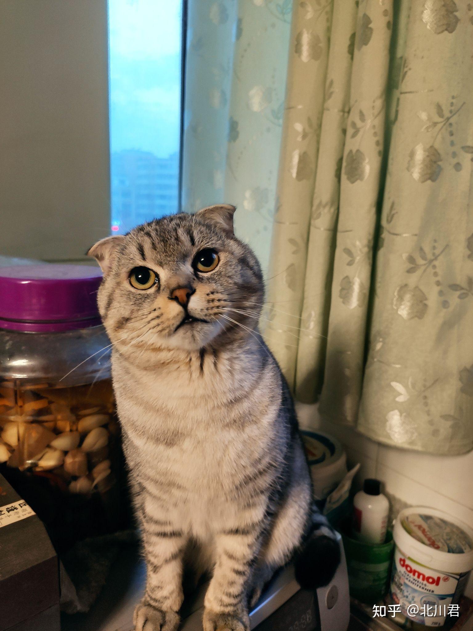 可不可以晒晒大家家里的小猫咪呀