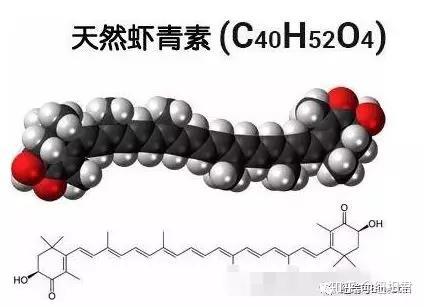 天然蝦青素是一種強大的天然抗氧化劑,在類胡蘿蔔素家族中具有非常