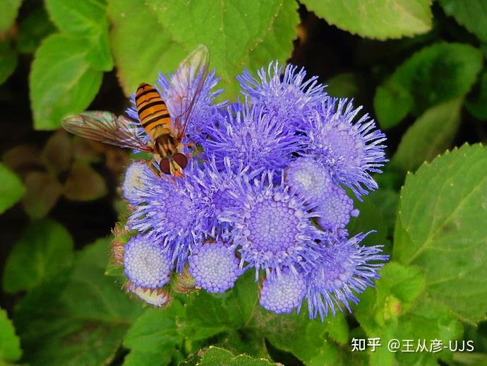 惊鸿依旧芳草意——入侵植物藿香蓟/胜红蓟 - 知乎
