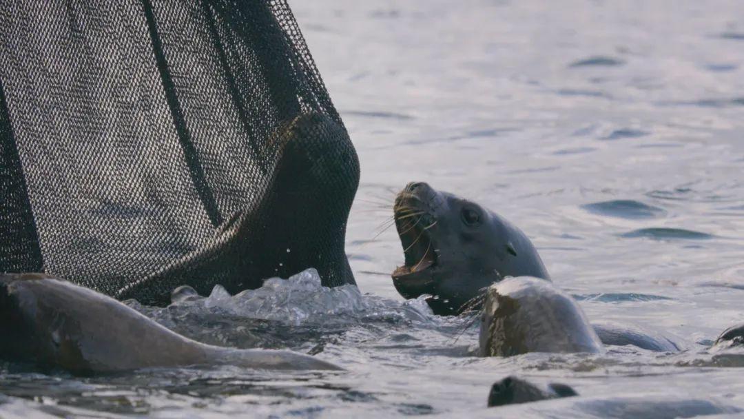 史上豆瓣最高分98分神作回归