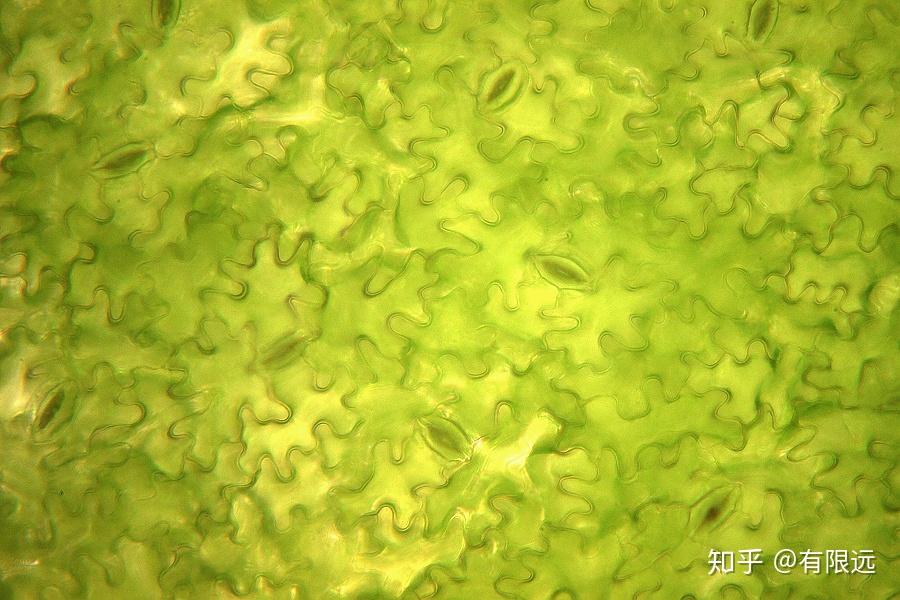 青菜叶子背面黄瓜的,跟西葫芦的差不多,亲戚嘛.