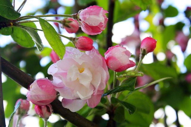 19种海棠就有19种风格,每一种都美到了极致!