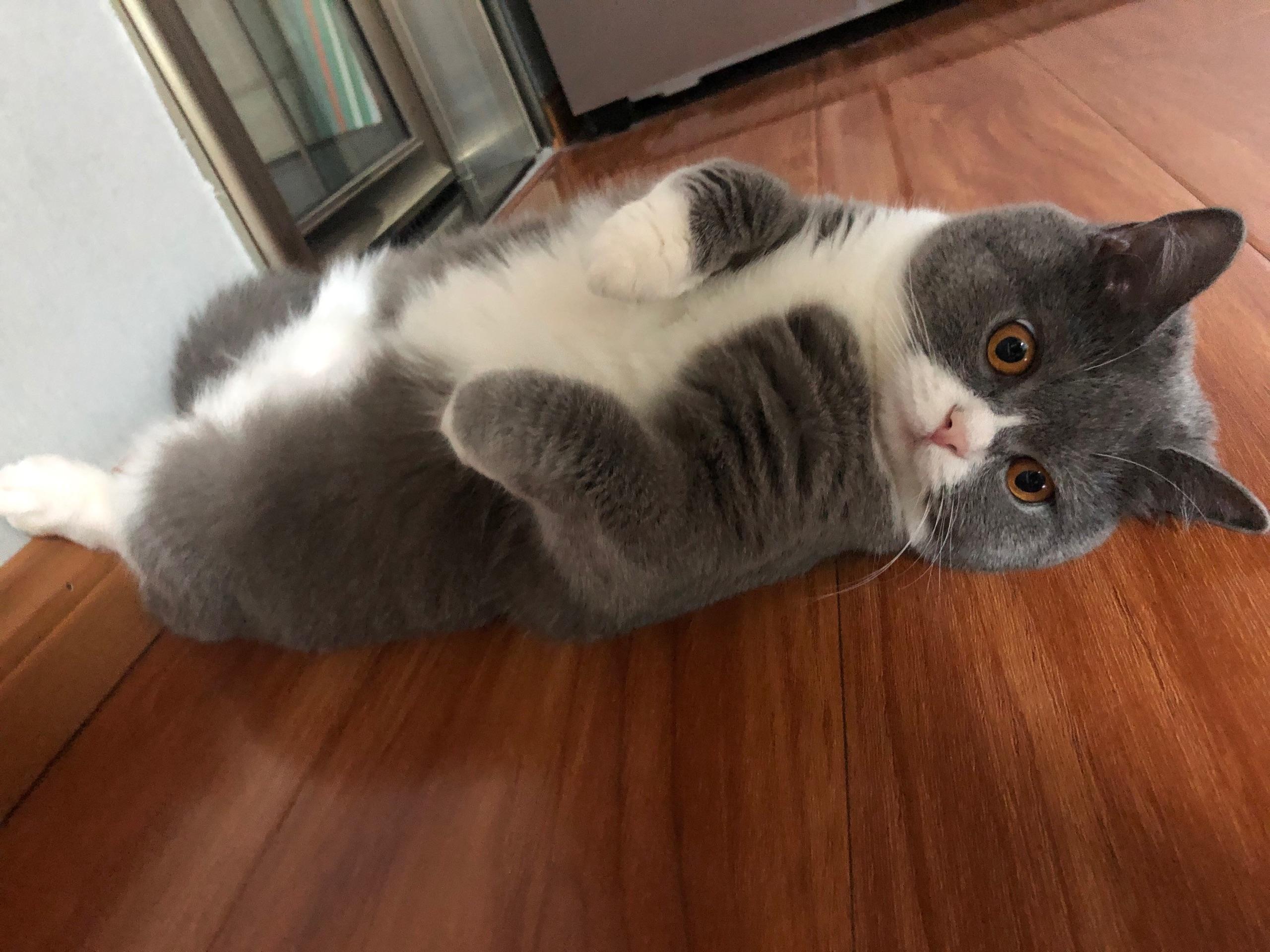 为什么快六个月的英短蓝白公猫还不发腮