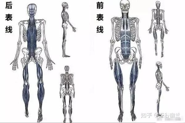 肌筋膜经线之前表线 - 知乎