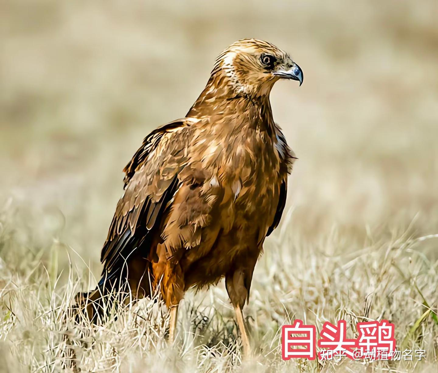 85图带您了解鹰科的鸟类,它们是苍穹之上的猛禽王者 - 知乎