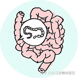 猫得了绦虫病 请问猫绦虫一般是什么绦虫 是曼氏迭宫绦虫吗 人会感染裂头蚴病吗 猫绦虫虫卵 城发网