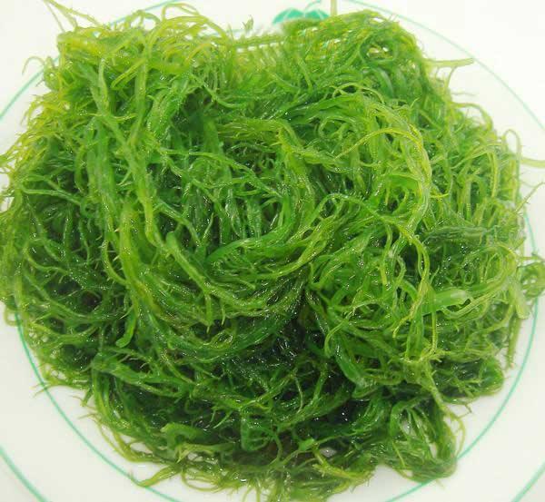 你不了解东海龙须菜的秘密