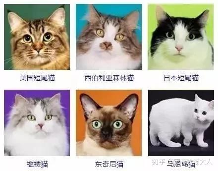 宠物猫排名名字图片